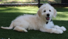 mrblack goldie enzo may26 16weeks4