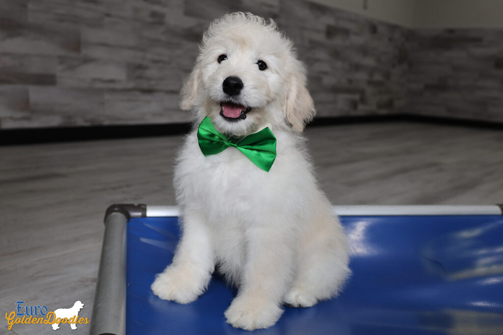 mrgreen goldie enzo may26 12wks2