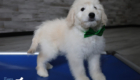 mrgreen goldie enzo may26 12wks4