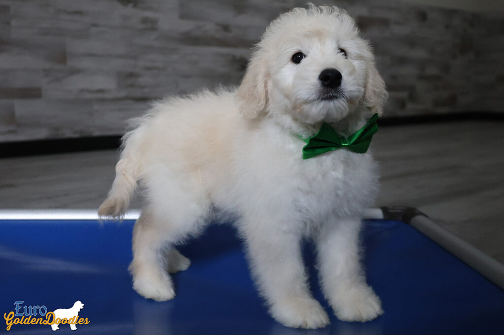 mrgreen goldie enzo may26 12wks4