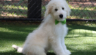 mrgreen goldie enzo may26 16weeks2