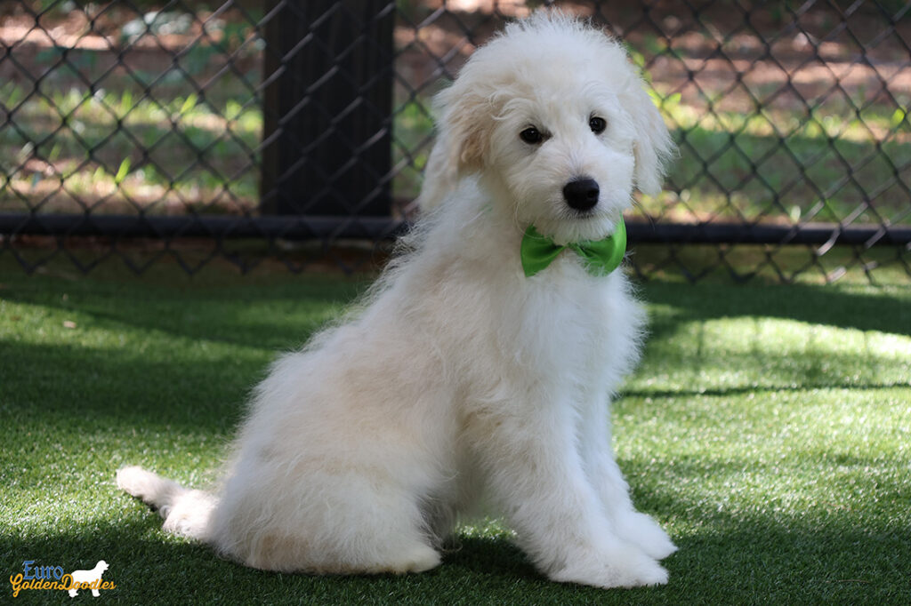 mrgreen goldie enzo may26 16weeks2