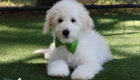 mrgreen goldie enzo may26 16weeks3