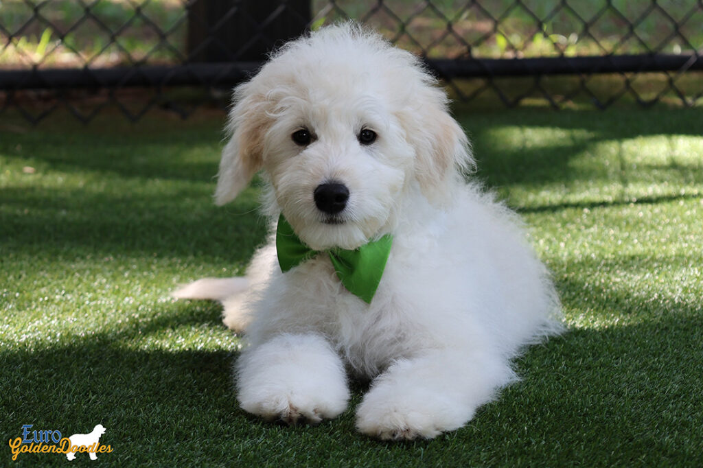 mrgreen goldie enzo may26 16weeks3