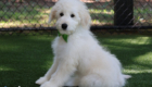 mrgreen goldie enzo may26 16weeks4