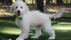 mrgreen goldie enzo may26 16weeks7