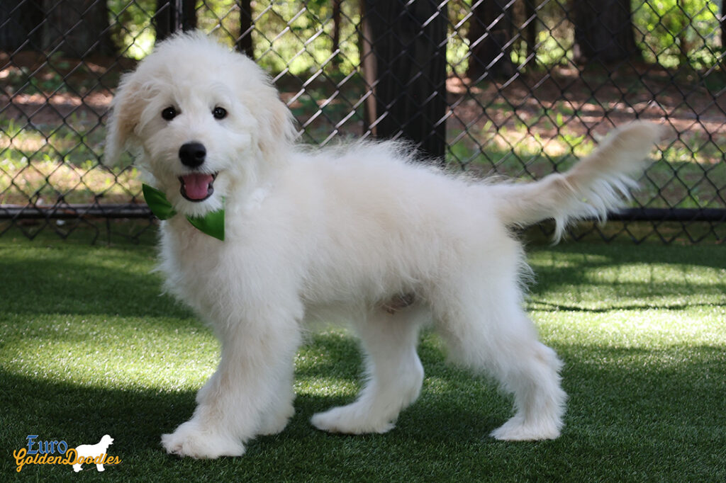 mrgreen goldie enzo may26 16weeks7