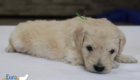 mrgreen goldie enzo may26 4wks1