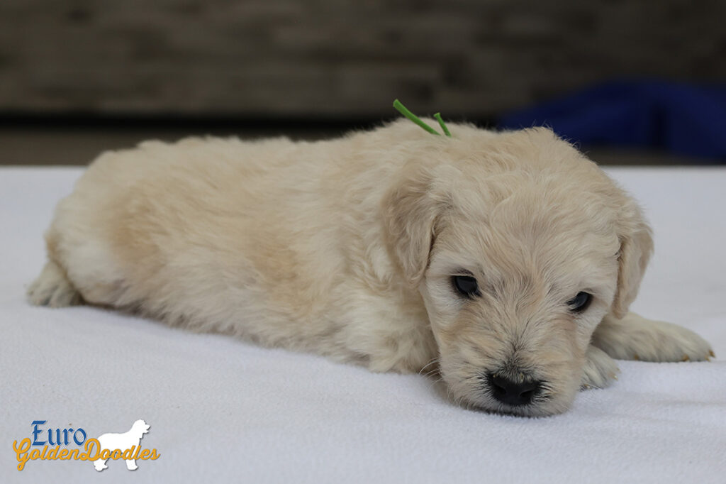 mrgreen goldie enzo may26 4wks1