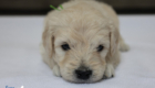 mrgreen goldie enzo may26 4wks2