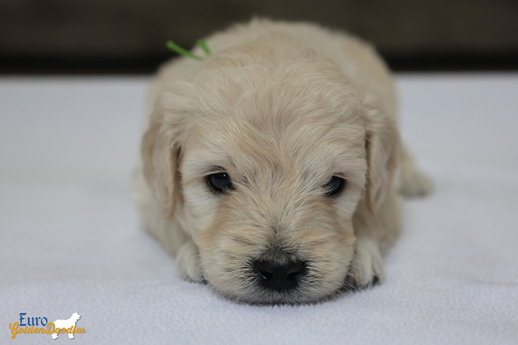 mrgreen goldie enzo may26 4wks2