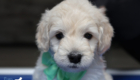 mrgreen goldie enzo may26 6wks2