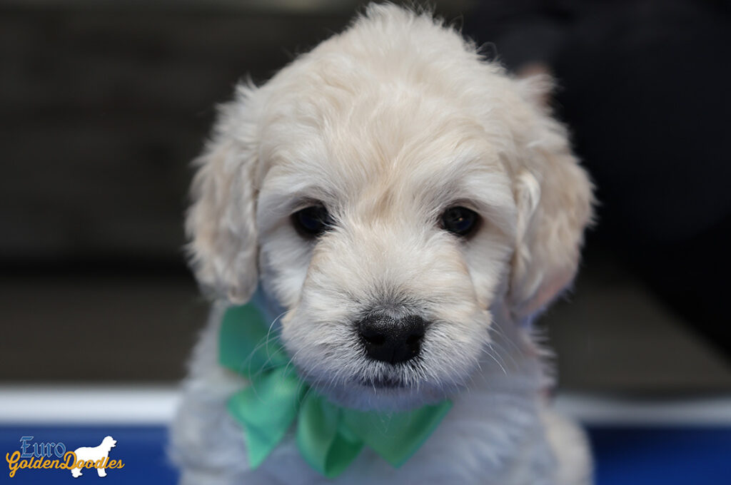 mrgreen goldie enzo may26 6wks2