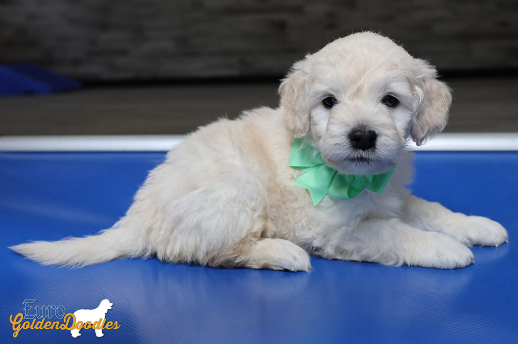 mrgreen goldie enzo may26 6wks4