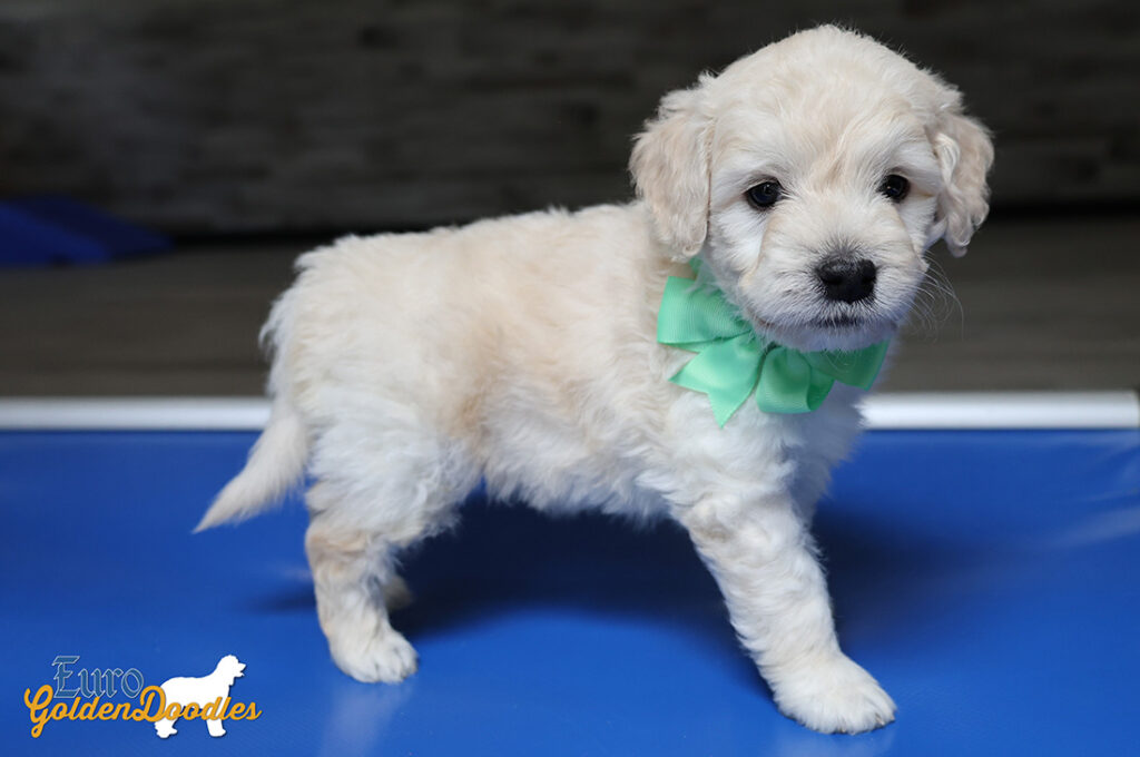 mrgreen goldie enzo may26 6wks5