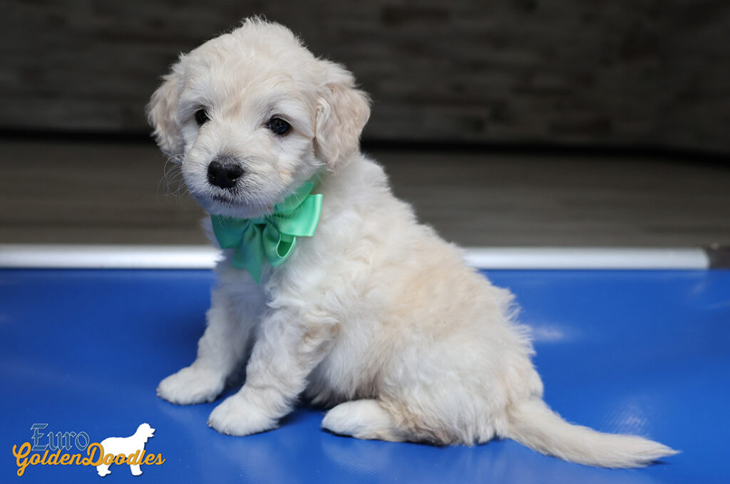 mrgreen goldie enzo may26 6wks6