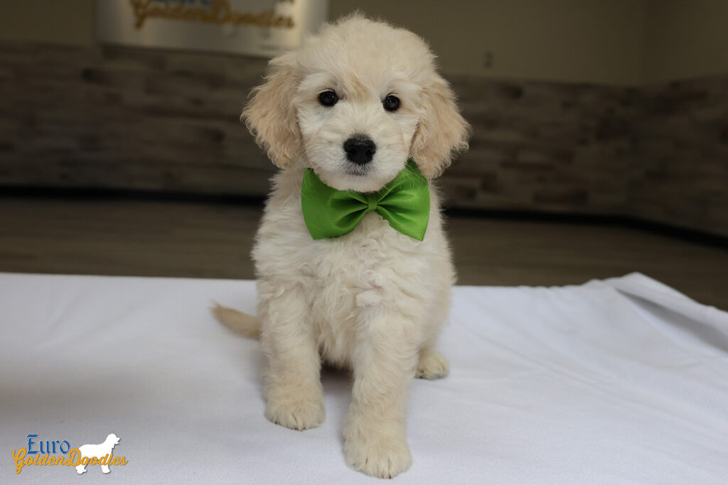 mrgreen goldie enzo may26 8wks1