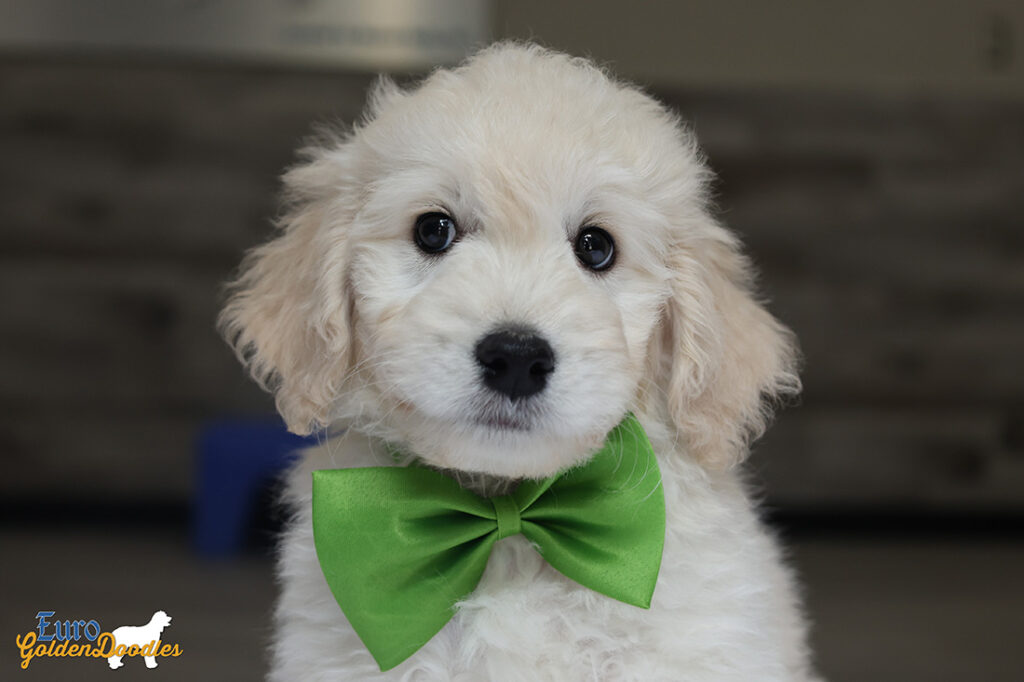 mrgreen goldie enzo may26 8wks2