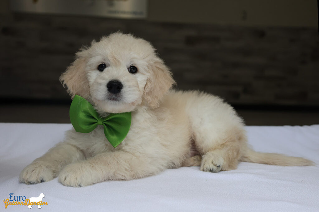 mrgreen goldie enzo may26 8wks3