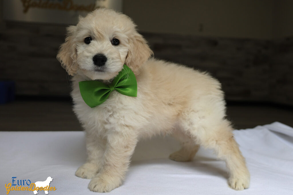 mrgreen goldie enzo may26 8wks5