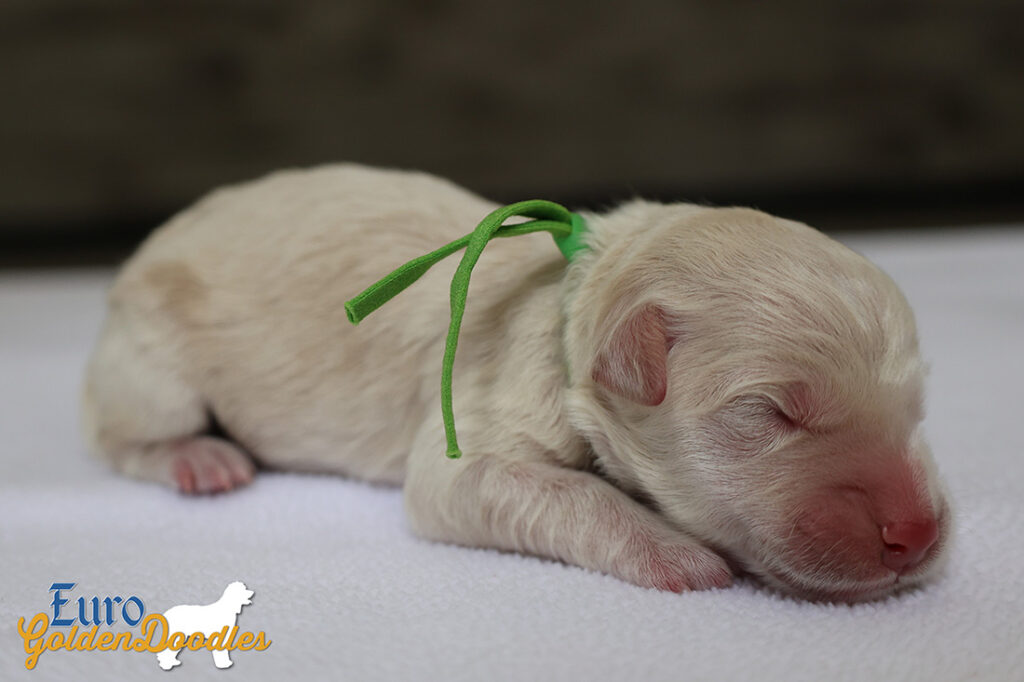 mrgreen goldie enzo may26 newborns1