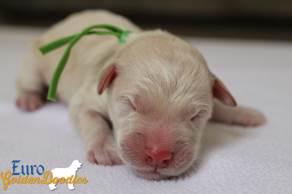 mrgreen goldie enzo may26 newborns2