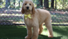 ms yellow dolly brady may26 16wks1