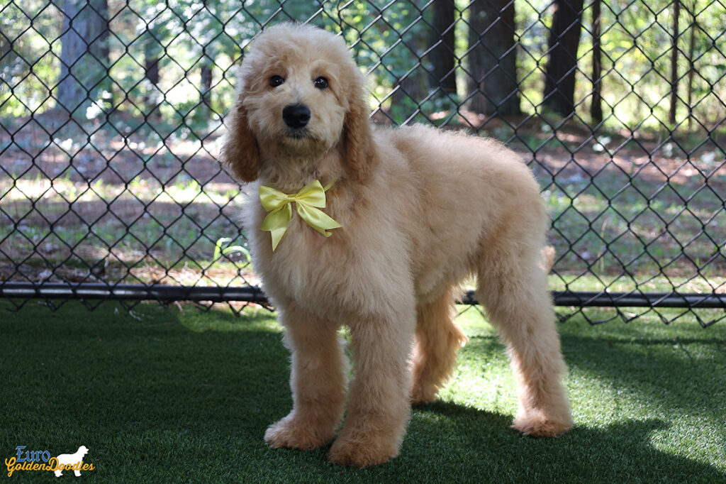 ms yellow dolly brady may26 16wks1