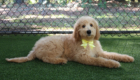 ms yellow dolly brady may26 16wks2