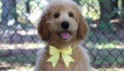 ms yellow dolly brady may26 16wks3