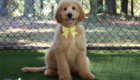 ms yellow dolly brady may26 16wks4