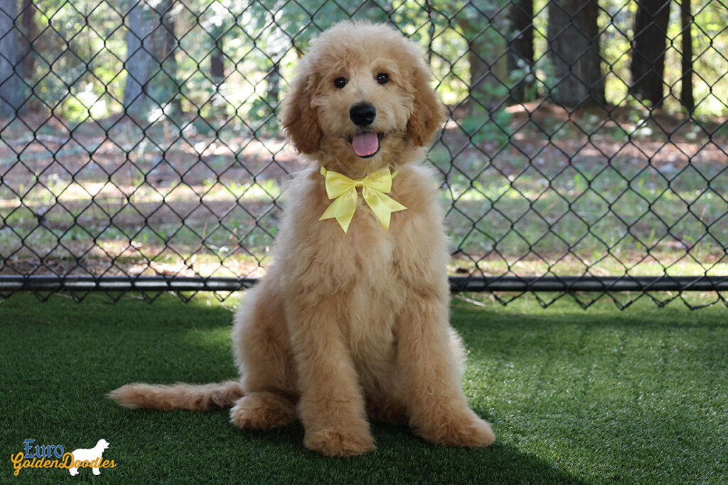 ms yellow dolly brady may26 16wks4