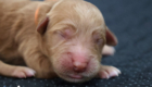 ms.orange mila hendrix aug26 newborn3