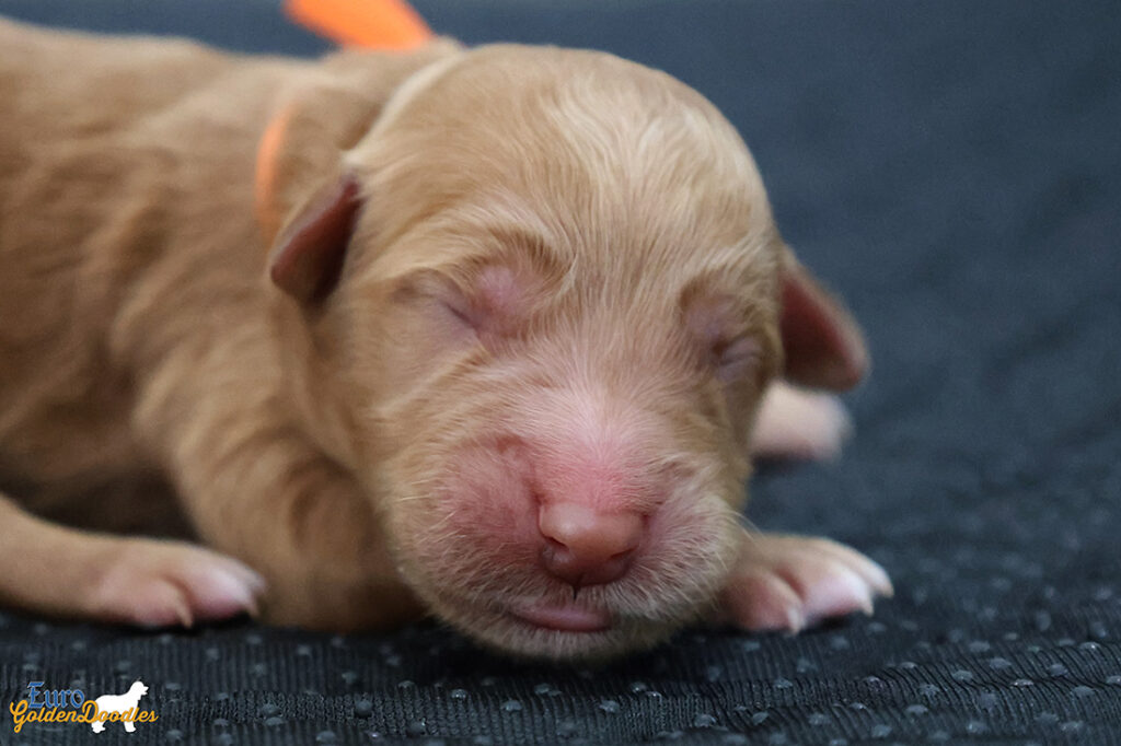 ms.orange mila hendrix aug26 newborn3