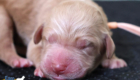 ms.peach mila hendrix aug26 newborn1