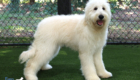 ms.powderblue coco kimbo feb26 30wks6