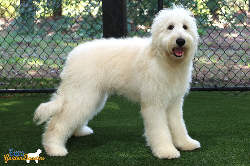 ms.powderblue coco kimbo feb26 30wks6 ms.powderblue coco kimbo feb26 30wks6