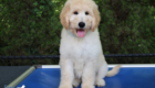 ms.powderblue dolly brady may26 12weeks1