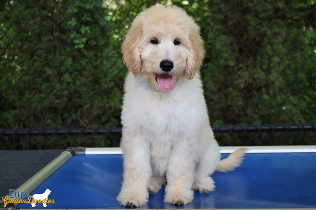 ms.powderblue dolly brady may26 12weeks1