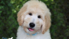 ms.powderblue dolly brady may26 12weeks10