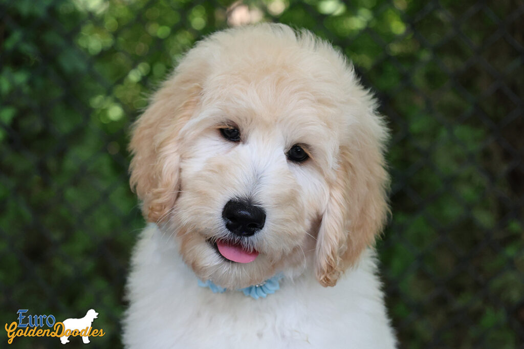 ms.powderblue dolly brady may26 12weeks10