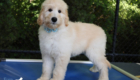 ms.powderblue dolly brady may26 12weeks6