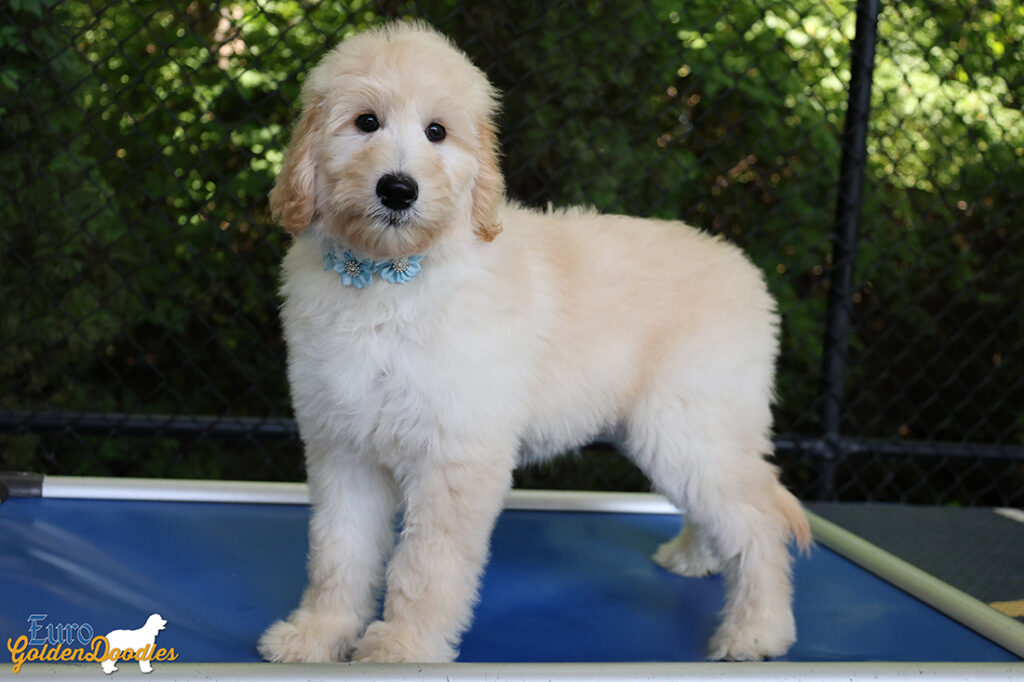 ms.powderblue dolly brady may26 12weeks6