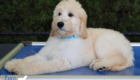 ms.powderblue dolly brady may26 12weeks8