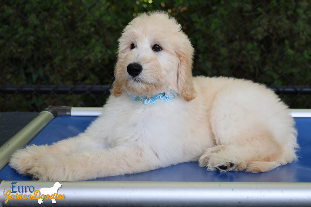 ms.powderblue dolly brady may26 12weeks8