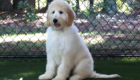 ms.powderblue dolly brady may26 16weeks3