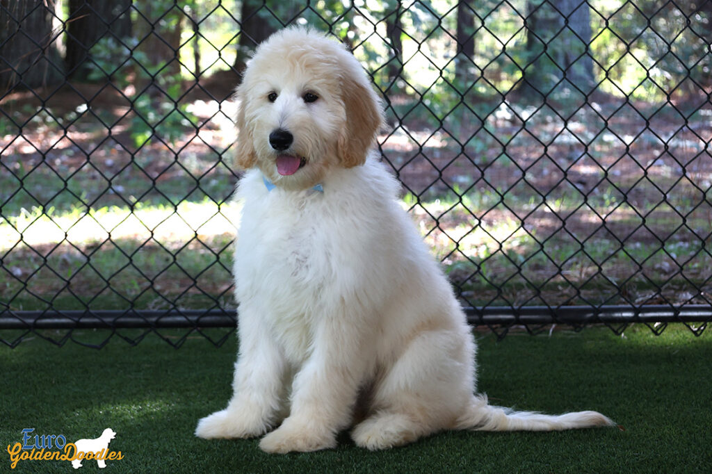 ms.powderblue dolly brady may26 16weeks3