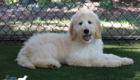 ms.powderblue dolly brady may26 16weeks4