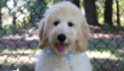 ms.powderblue dolly brady may26 16weeks5