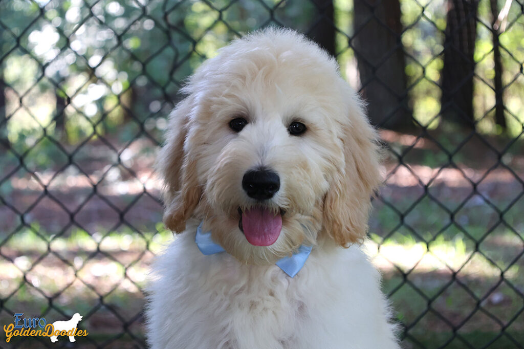 ms.powderblue dolly brady may26 16weeks5